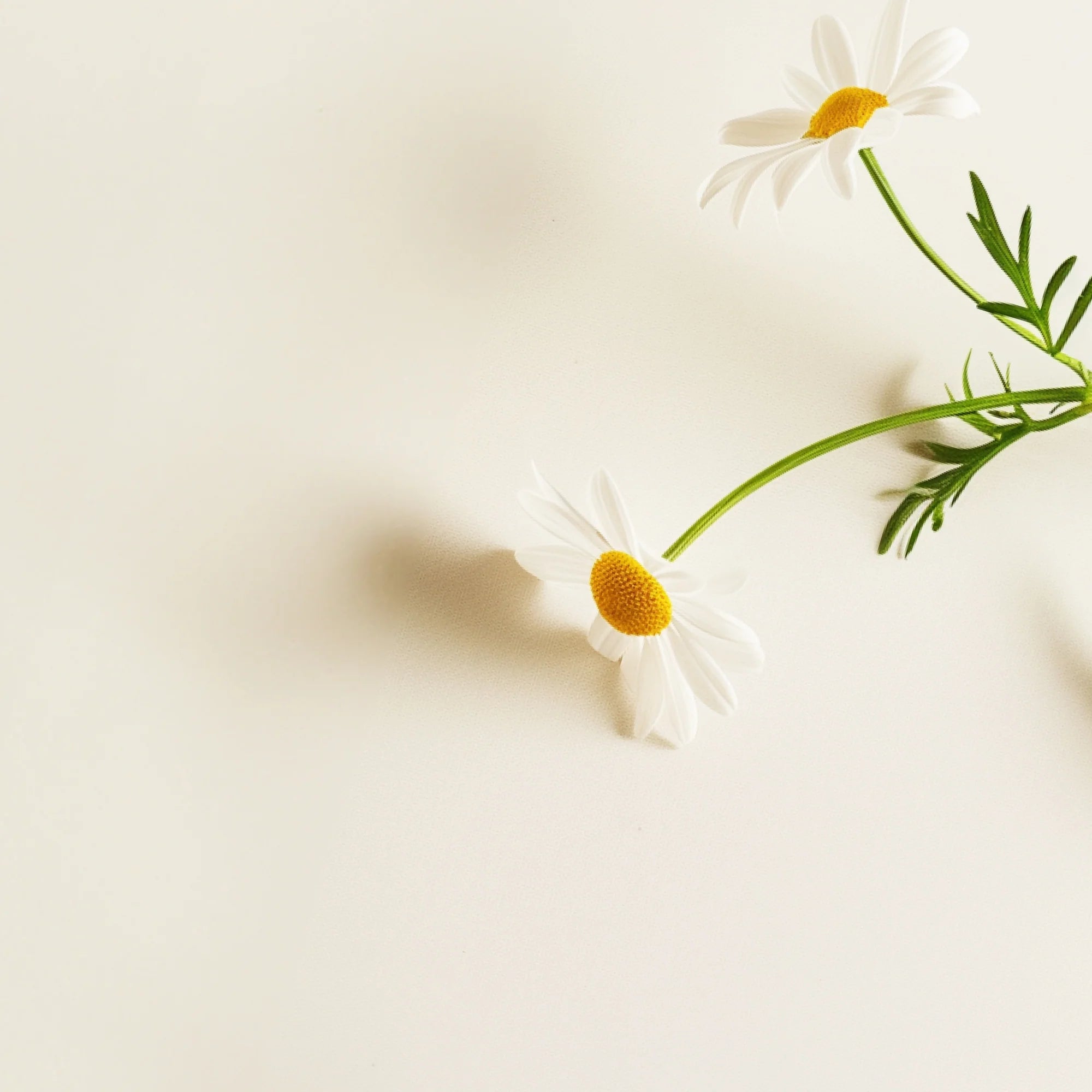 Sunny Within's SweetDreams Apigenin - Radiant yellow Roman chamomile flowers - Fuels calm, restful sleep.