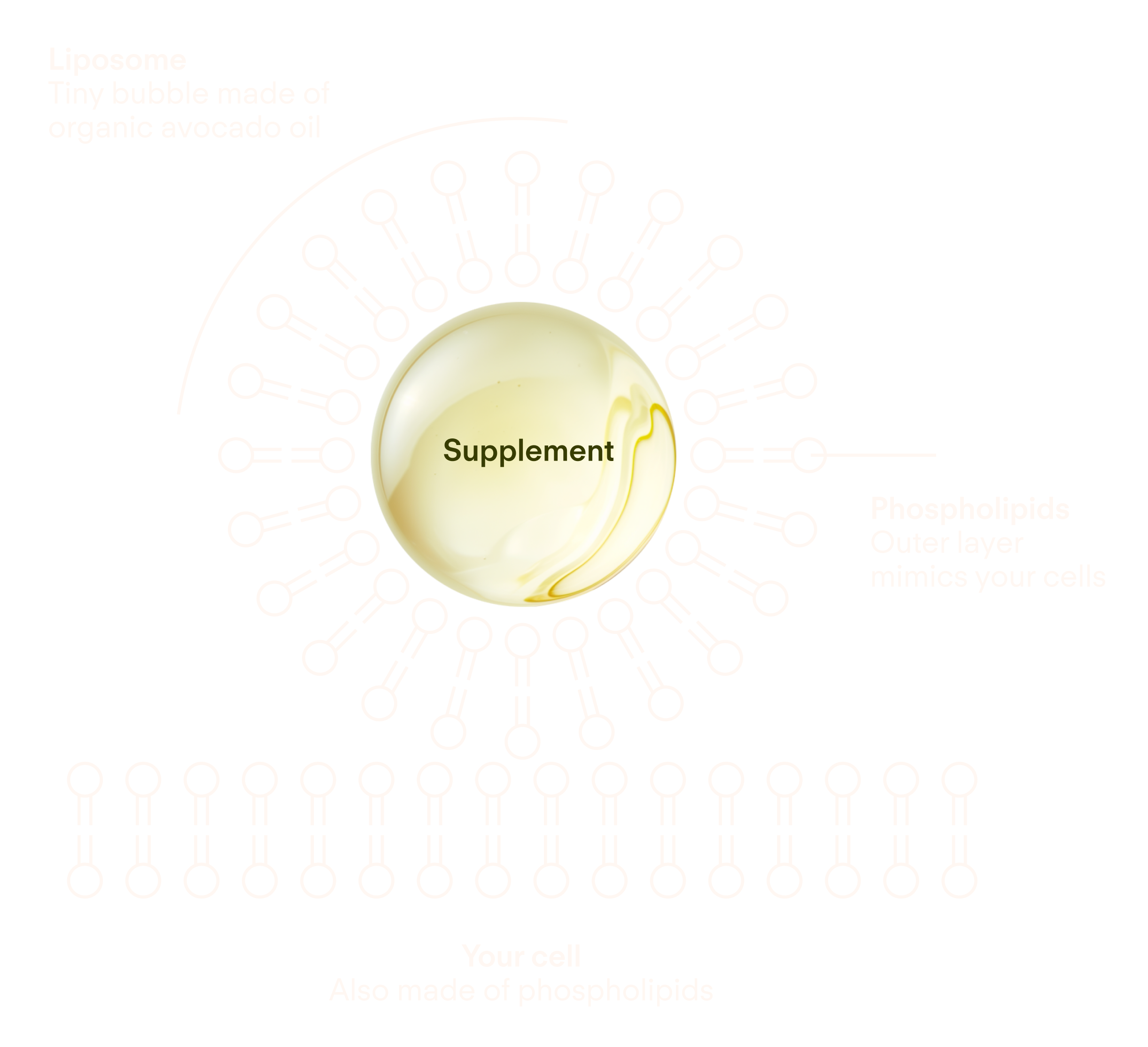 liposomal supplement diagram - showcasing science-forward, absorbable nourishment for radiant skin and energized cells.