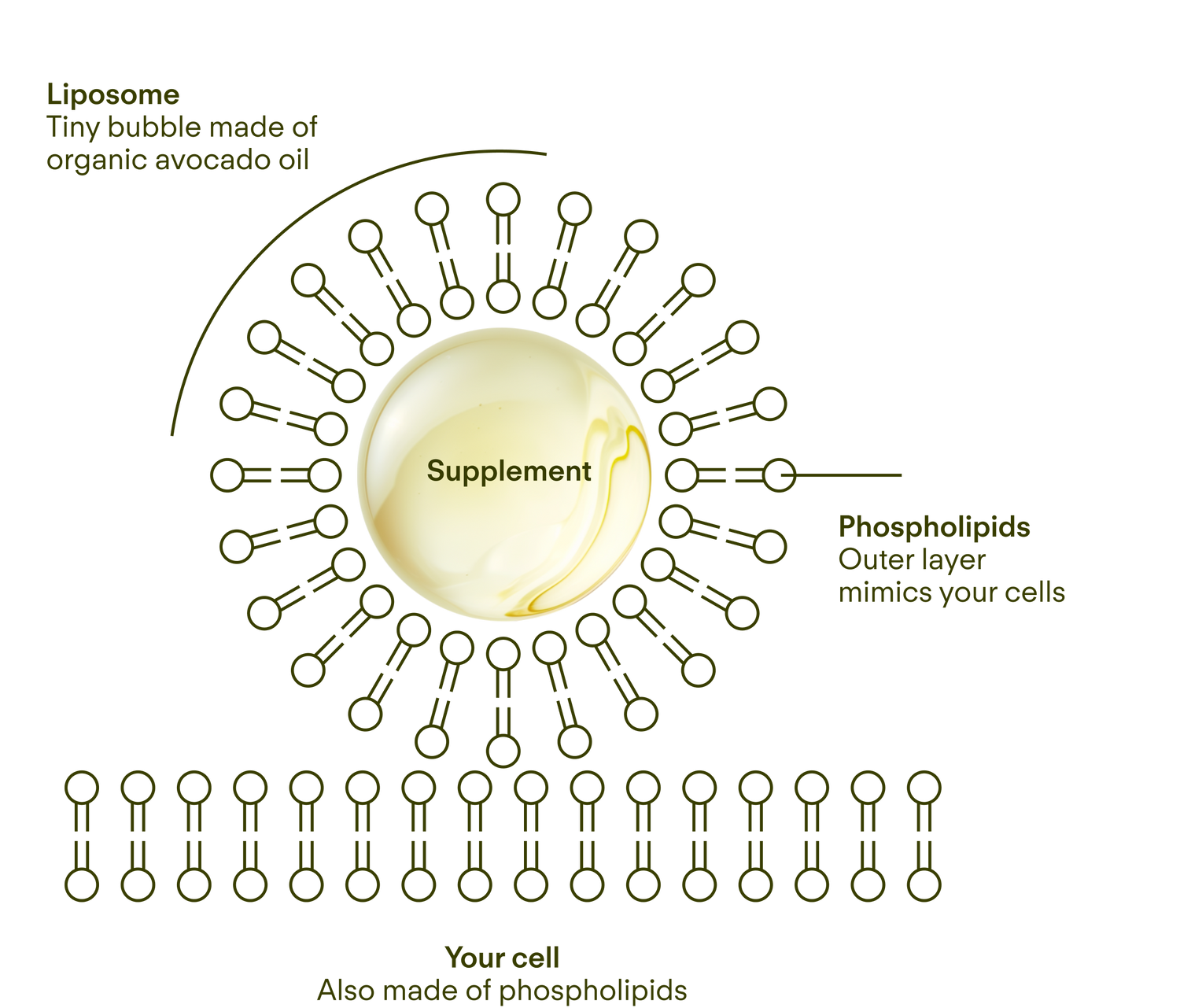 Sunny Within liposomal supplement diagram - showcasing science-forward design - for radiant skin and energized cells.