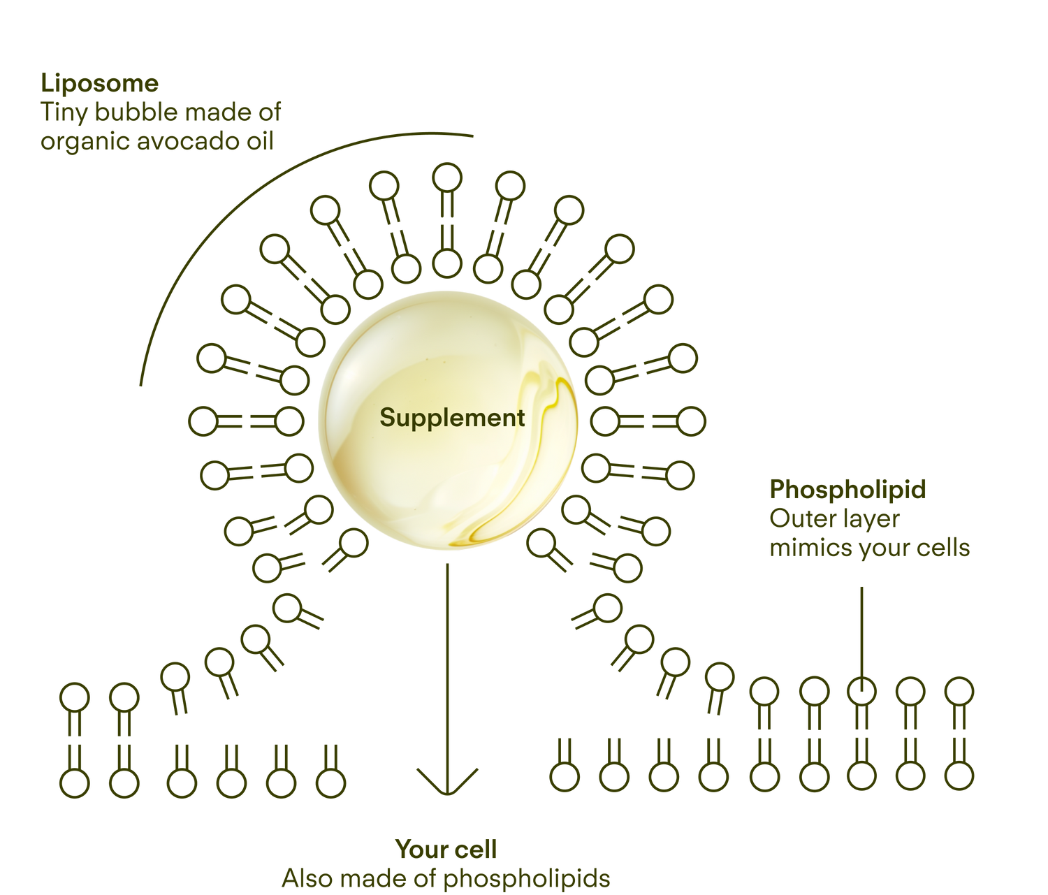 Sunny Within Liposomal Supplement Diagram - Showcasing Organic Avocado Oil Benefits - Fuels Cellular Energy and Radiant Skin Glow.