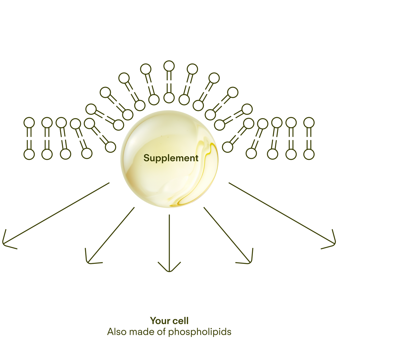 Sunny Within liposomal supplement diagram - showcasing science-forward design - energizes and nourishes your body.