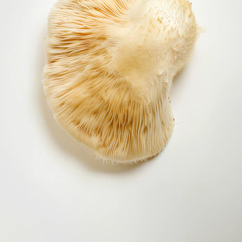 Lion's Mane Mushroom - Organic Ingredient for Sunny Within Supplements - Fuels Radiant Energy and Longevity.