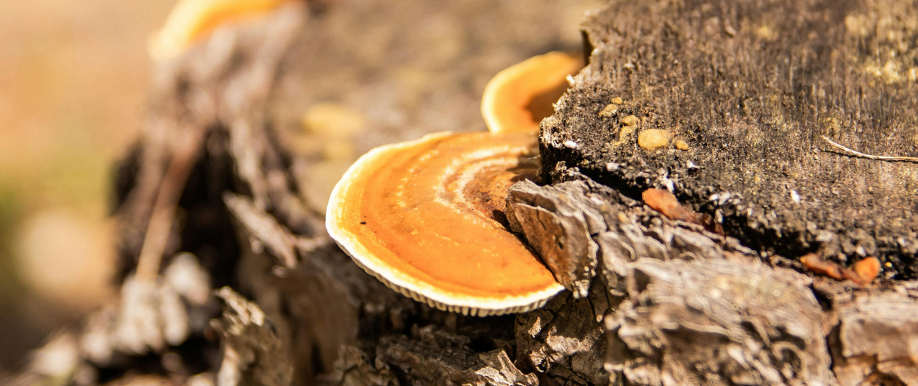 How Reishi Mushrooms Can Improve Your Health And Wellness
