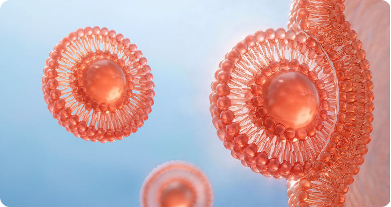 Liposomes encapsulating active ingredients, illustrating how liposomal glutathione delivery protects nutrients through digestion