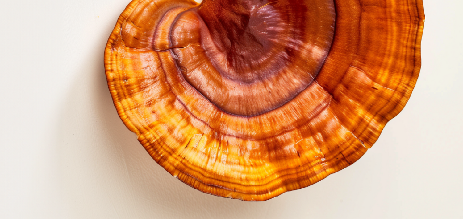 The Health Benefits of Reishi Mushrooms