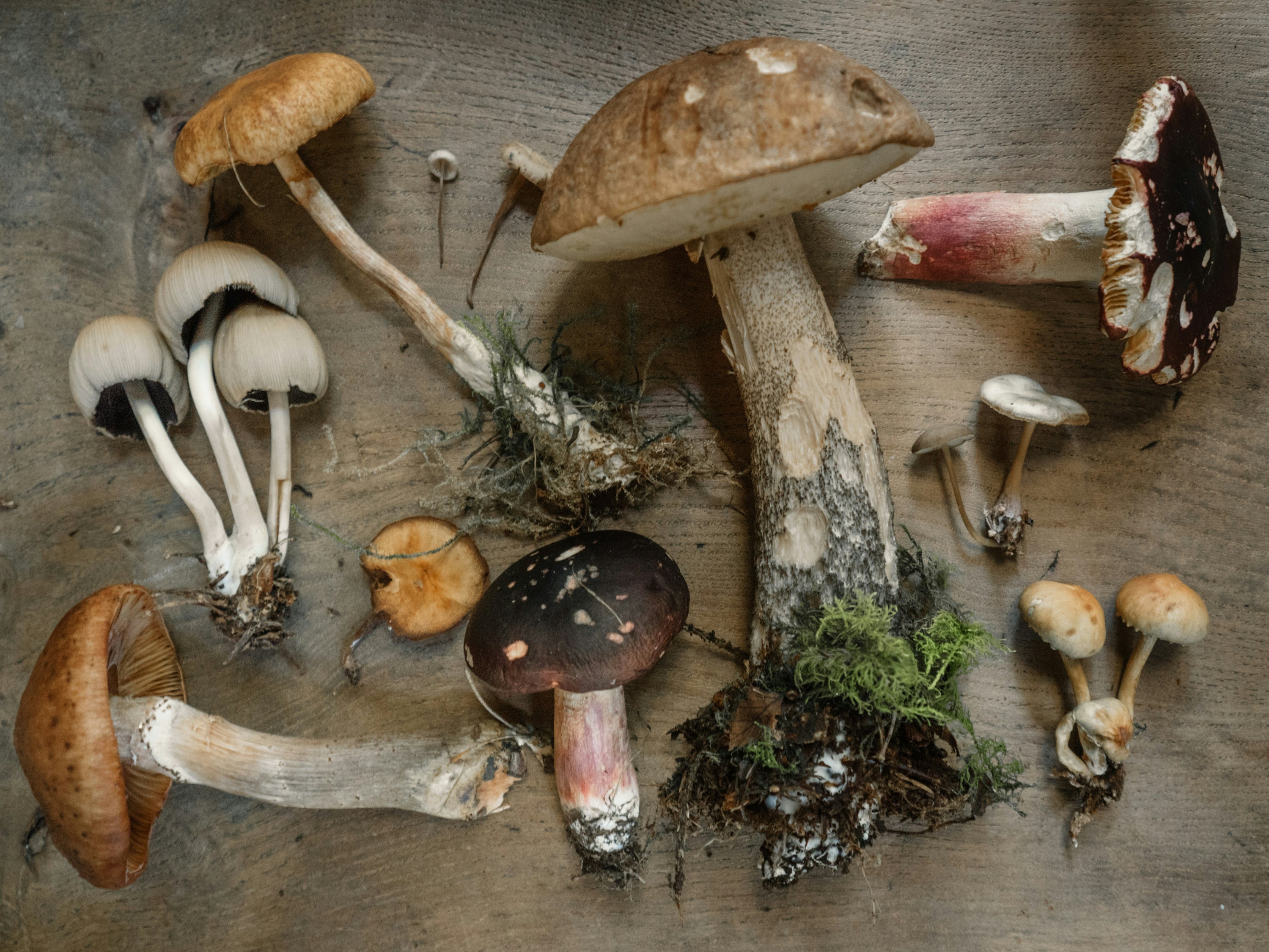 The Immune-Boosting Properties of Shiitake Mushrooms