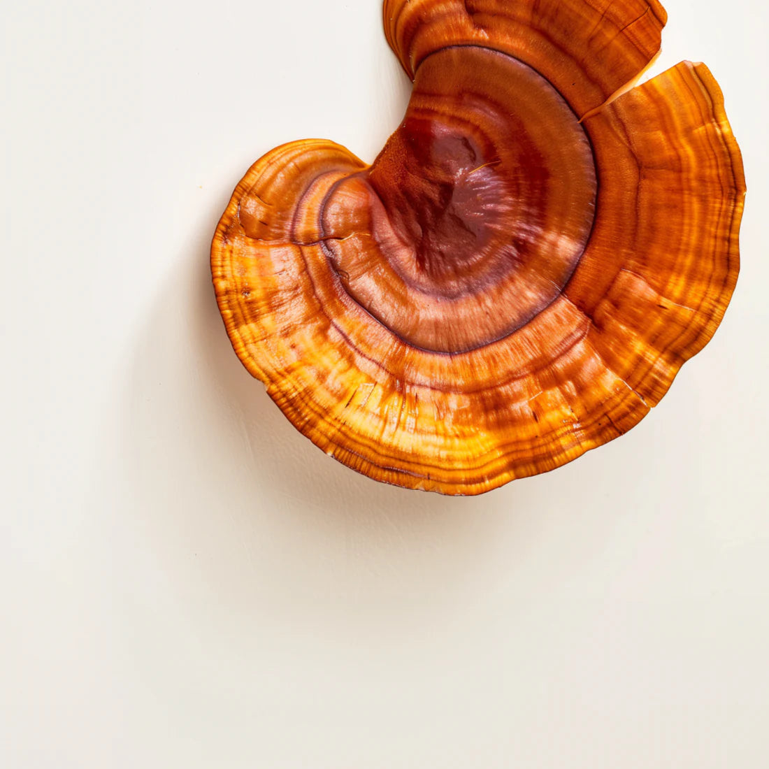 PDP Mushroom Reishi - Radiant Lingzhi mushroom on a golden background - Nourishes for calm and energized wellness.
