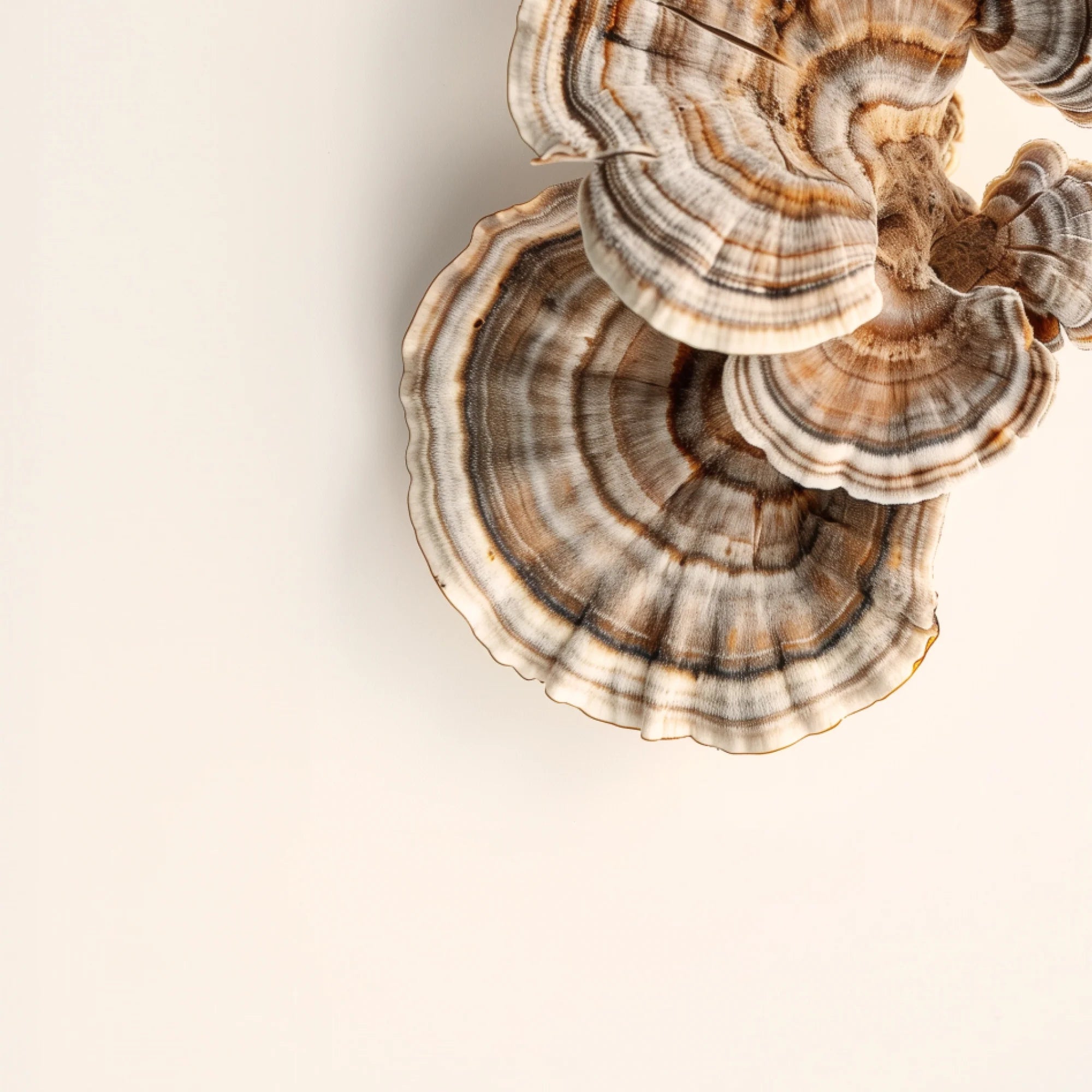PDP Turkey Tail Mushroom Supplement - Organic fungus in a radiant spiral - Nourishes and energizes cells.